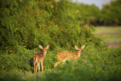 White-tailed deer (Odocoileus virginianus) fawn resting in cover. Poster Print by Larry Ditto - Item # VARPDDUS44LDI3003