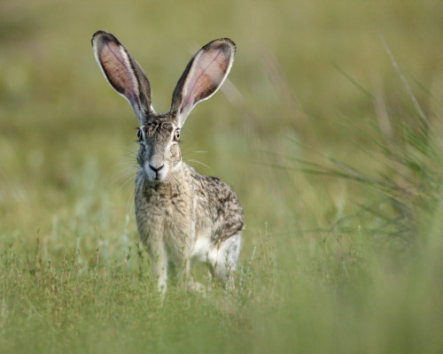 Black-tailed jackrabbit, Lepus californicus, Welder Flats, Texas Poster Print by Maresa Pryor - Item # VARPDDUS44MPR0156