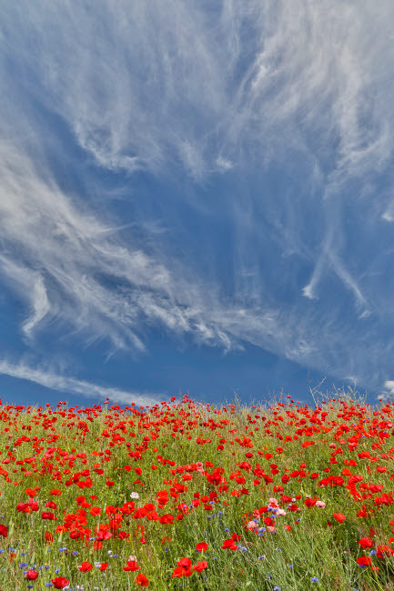 Poppies on hillside in full bloom, Garfield, Eastern Washington Poster Print by Darrell Gulin (18 x 24) # US48DGU1660
