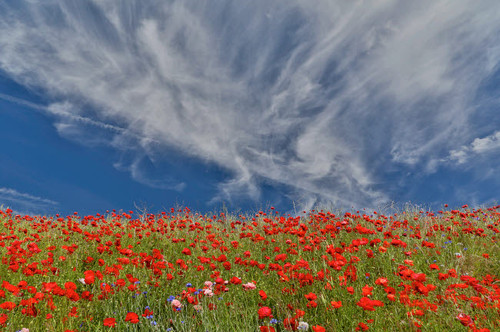 Poppies on hillside in full bloom, Garfield, Eastern Washington Poster Print by Darrell Gulin (24 x 18) # US48DGU1661