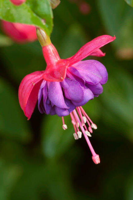 Issaquah, Washington State, USA Fuchsia blossom in a shady yard Poster Print by Janet Horton (18 x 24) # US48JHO1527