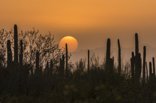 USA, Arizona, Saguaro National Park. Saguaro cactus at sunset.  Poster Print by Jaynes Gallery - Item # VARPDDUS03BJY0604