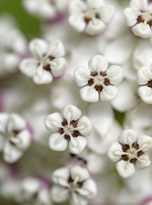 Close-up of flower heads before opening Mammoth Cave NP, Kentucky Poster Print by Maresa Pryor - Item # VARPDDUS18MPR0033