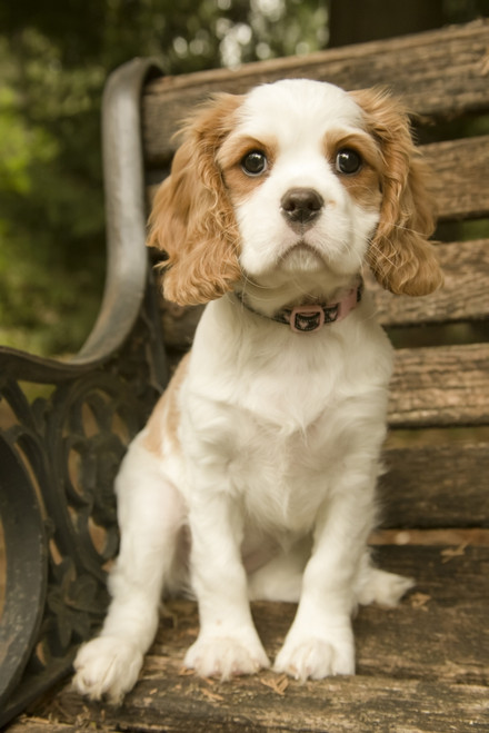 Issaquah, WA. Cavalier King Charles Spaniel puppy at 11 weeks old Poster Print by Janet Horton - Item # VARPDDUS48JHO0606 Issaquah, WA. Cavalier King Charles Spaniel puppy at 11 weeks old Poster Print by Janet Horton - Item # VARPDDUS48JHO0606