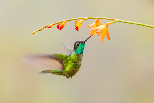 Central America, Costa Rica. Male talamanca hummingbird feeding. Poster Print by Jaynes Gallery - Item # VARPDDSA22BJY0082