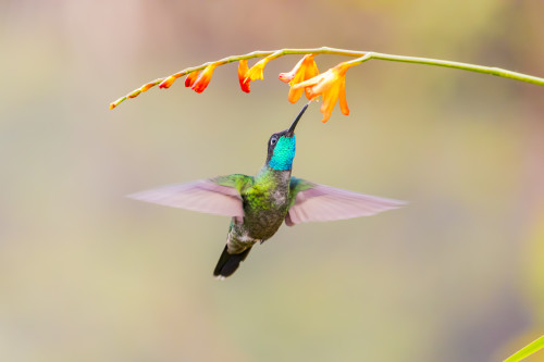 Central America, Costa Rica. Male talamanca hummingbird feeding. Poster Print by Jaynes Gallery - Item # VARPDDSA22BJY0087