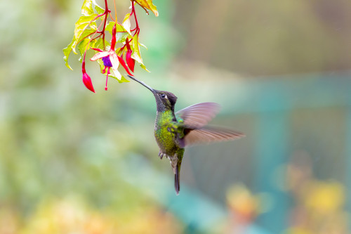 Central America, Costa Rica. Male talamanca hummingbird feeding. Poster Print by Jaynes Gallery - Item # VARPDDSA22BJY0089