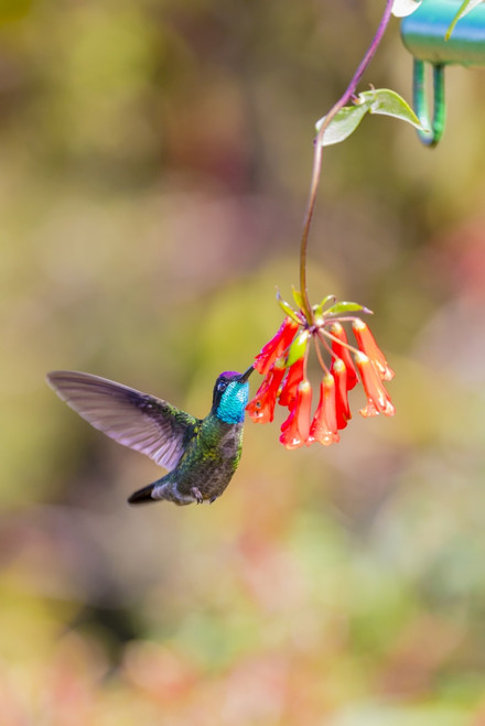Central America, Costa Rica. Male talamanca hummingbird feeding. Poster Print by Jaynes Gallery - Item # VARPDDSA22BJY0091