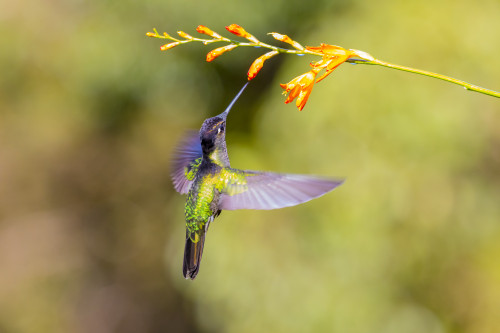 Central America, Costa Rica. Male talamanca hummingbird feeding. Poster Print by Jaynes Gallery - Item # VARPDDSA22BJY0126