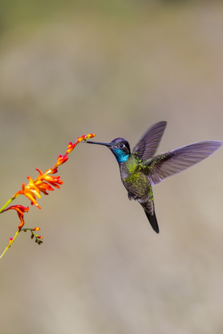 Central America, Costa Rica. Male talamanca hummingbird feeding. Poster Print by Jaynes Gallery - Item # VARPDDSA22BJY0127
