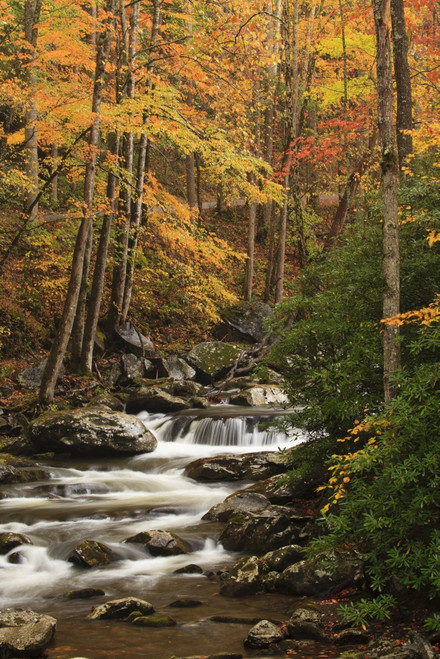 USA, Tennesse. Fall foliage along a stream in the Smoky Mountains. Poster Print by Joanne Wells - Item # VARPDDUS43JWL0198
