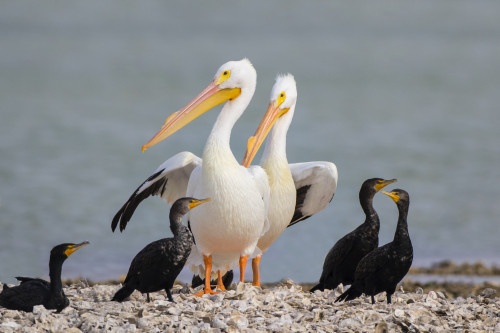White pelicans and double-crested cormorants loafing on oyster bar. Poster Print by Larry Ditto - Item # VARPDDUS44LDI2982