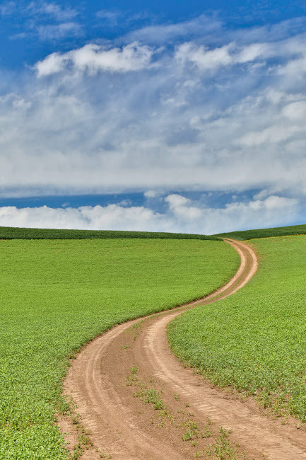 Dirt road through pea fields, Eastern Washington, Palouse Country Poster Print by Darrell Gulin # US48DGU1804