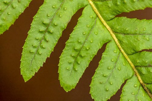 Licorice Fern close-up of leaflets, also known as many-footed fern Poster Print by Janet Horton (24 x 18) # US48JHO1386