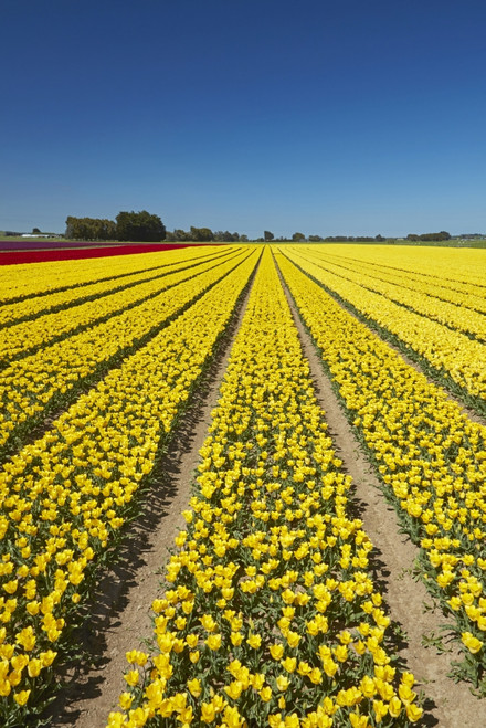 Colorful tulip fields, Edendale, Southland, South Island, New Zealand Poster Print by David Wall - Item # VARPDDAU03DWA0378