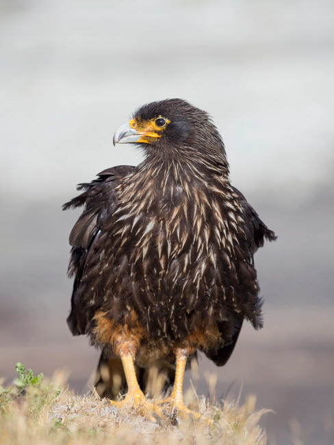 Adult striated caracara, protected, endemic to the Falkland Islands Poster Print by Martin Zwick (18 x 24) # SA09MZW1349