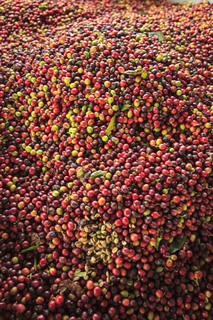 Kona coffee beans, coffee plantation, Big Island, Hawaii, USA Poster Print by Stuart Westmorland - Item # VARPDDUS12SWR0367