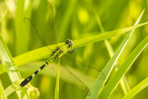 USA, Louisiana, Lake Martin. Green clearwing dragonfly close-up.  Poster Print by Jaynes Gallery - Item # VARPDDUS19BJY0159