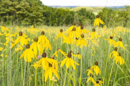 New Jersey. Upper Raritan River Basin, meadow of Black-eyed Susan's Poster Print by Alison Jones - Item # VARPDDUS28AJN0014