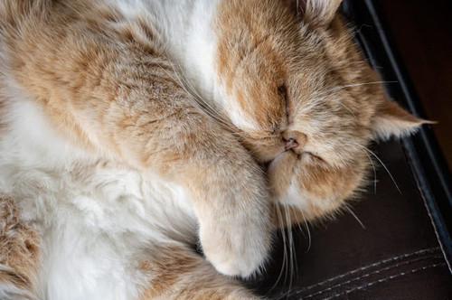 Portrait of a sleeping purebred exotic shorthair domestic cat (PR) Poster Print by Janet Horton (24 x 18) # US48JHO1319
