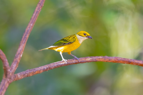 Central America, Costa Rica. Male silver-throated tanager in tree. Poster Print by Jaynes Gallery - Item # VARPDDSA22BJY0061
