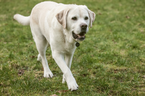 Issaquah, WA. 6 year old English Yellow Labrador walking in a park.  Poster Print by Janet Horton - Item # VARPDDUS48JHO0031