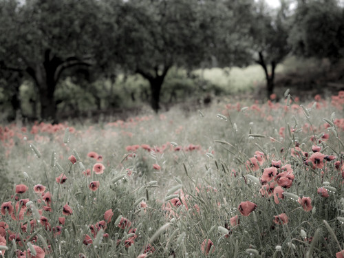 Italy, Sicily, Trapani. Poppies, olive groves and vineyards in spring Poster Print by Terry Eggers - Item # VARPDDEU16TEG1454