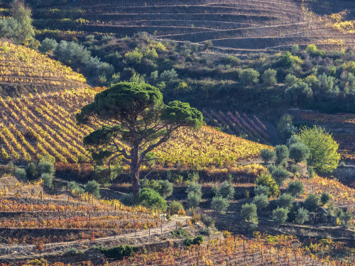 Portugal, Douro Valley. The vineyards in autumn on terraced hillside. Poster Print by Julie Eggers - Item # VARPDDEU23JEG0273