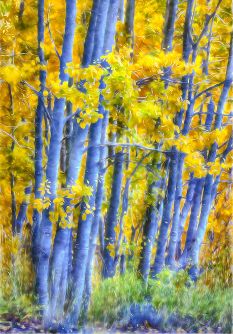 USA, California, Sierra Nevada Mountains. Abstract of aspen trees.  Poster Print by Jaynes Gallery - Item # VARPDDUS05BJY1174