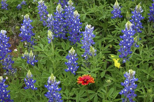 Texas Hill Country wildflowers, Texas. Bluebonnets and Indian Blanket Poster Print by Gayle Harper - Item # VARPDDUS44GHA0011