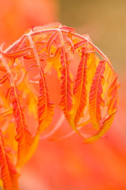 Thorp, Washington State, USA Shrub in Autumn with bending red leaves Poster Print by Janet Horton (18 x 24) # US48JHO1525