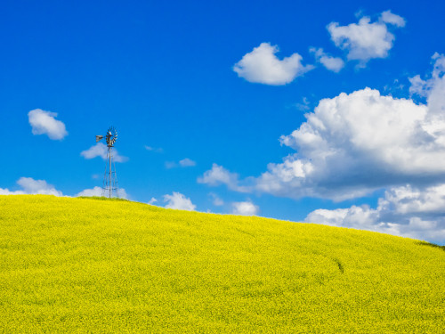 USA, Washington State, Palouse Region. Canola fields with weathervane Poster Print by Terry Eggers - Item # VARPDDUS48TEG1274