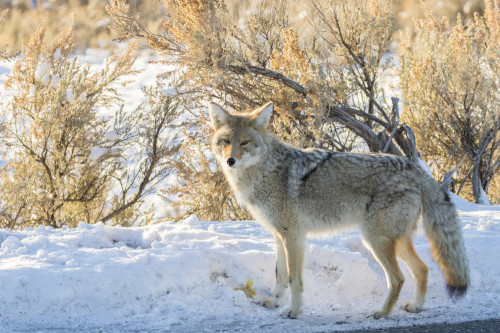 USA, Wyoming, Yellowstone National Park. Coyote close-up in winter. Poster Print by Jaynes Gallery - Item # VARPDDUS51BJY0184 USA, Wyoming, Yellowstone National Park. Coyote close-up in winter. Poster Print by Jaynes Gallery - Item # VARPDDUS51BJY0184