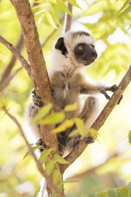 Madagascar, Berenty Reserve. A baby Verreaux's sifaka exploring the tree Poster Print by Ellen Goff - Item # VARPDDAF24EGO0036