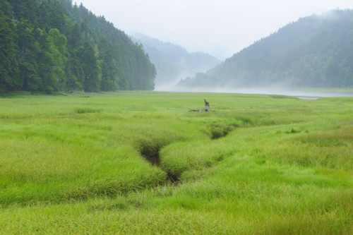 Canada, New Brunswick, Fundy National Park. Marsh and forest in fog. Poster Print by Jaynes Gallery - Item # VARPDDCN04BJY0052