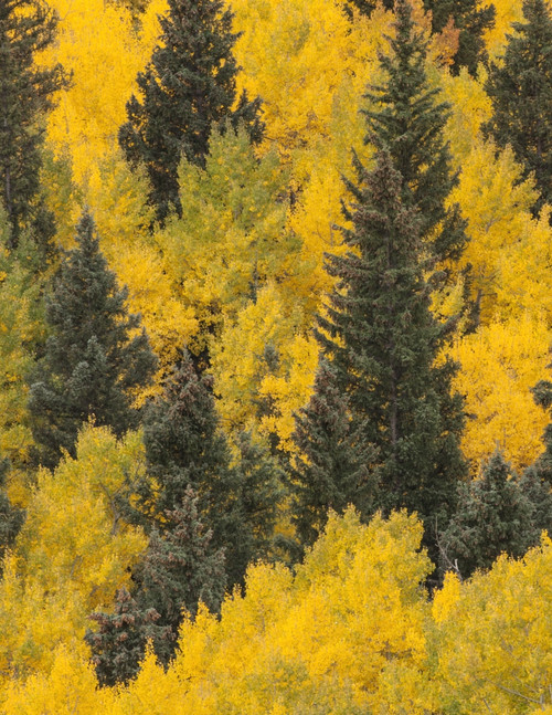 USA, Colorado, San Juan Mountains. Spruce and aspen trees in autumn. Poster Print by Jaynes Gallery - Item # VARPDDUS06BJY1376