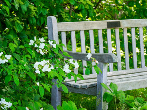 USA, Delaware A dedication bench surrounded by hydrangeas in a garden Poster Print by Julie Eggers (24 x 18) # US08JEG0073