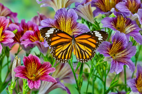 North American butterfly the monarch on purple painted tongue flowers Poster Print by Darrell Gulin (24 x 18) # US48DGU1769 North American butterfly the monarch on purple painted tongue flowers Poster Print by Darrell Gulin (24 x 18) # US48DGU1769