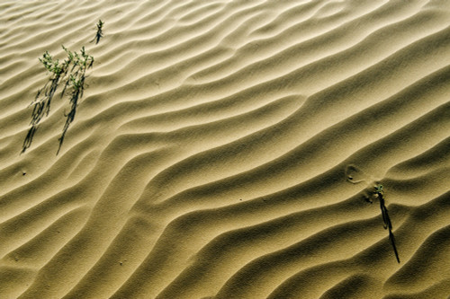 Canada, Saskatchewan, Great Sand Hills. Sand dune ripples and plants. Poster Print by Jaynes Gallery - Item # VARPDDCN11BJY0044