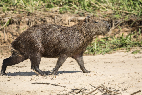 Pantanal, Mato Grosso, Brazil. Adult capybara walking on a sandy beach. Poster Print by Janet Horton - Item # VARPDDSA04JHO0165