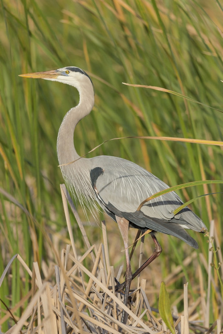 Great blue heron in breeding plumage, Blue Heron Wetlands, Florida, USA Poster Print by Maresa Pryor - Item # VARPDDUS10MPR1148
