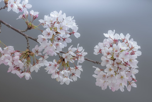 USA, Washington State, Seabeck. Close-up of cherry blossoms on limb.  Poster Print by Jaynes Gallery