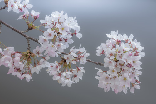 USA, Washington State, Seabeck. Close-up of cherry blossoms on limb.  Poster Print by Jaynes Gallery - Item # VARPDDUS48BJY1010