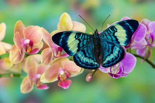 Moth orchid, Phalaenopsis and tropical blue Panacea procilla butterfly Poster Print by Darrell Gulin (24 x 18) # US48DGU1740