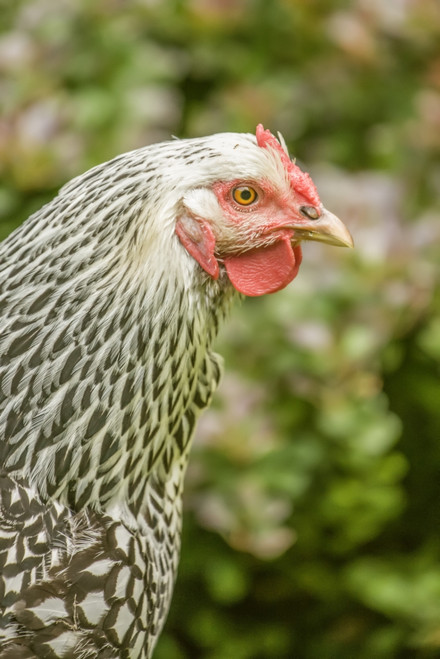 Issaquah, WA. Portrait of a free-range Silver-laced Wyandotte chicken.  Poster Print by Janet Horton