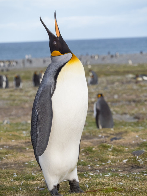 King Penguin on the island of South Georgia, rookery in St. Andrews Bay. Poster Print by Martin Zwick - Item # VARPDDAN02MZW0471
