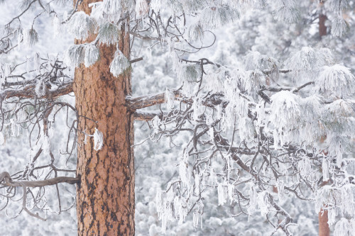 Wind-blown frosted snow on trees, Mt. Hood National Forest, Oregon Poster Print by Stuart Westmorland - Item # VARPDDUS38SWR0344