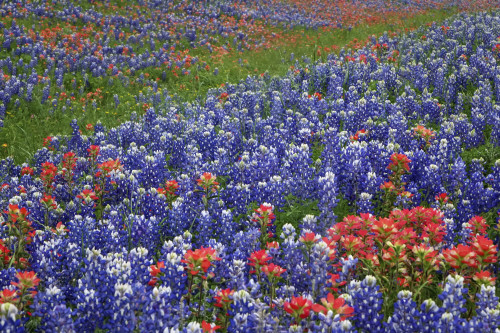 Texas Hill Country wildflowers, Texas. Bluebonnets and Indian Paintbrush Poster Print by Gayle Harper - Item # VARPDDUS44GHA0014