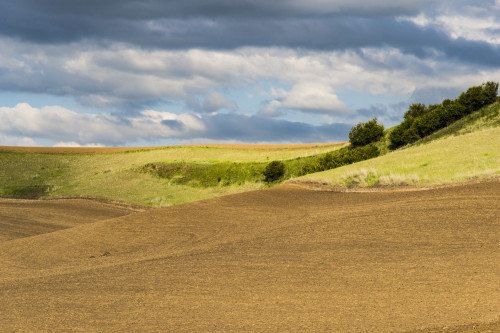 WA. Palouse, Whitman County, Palouse hills between St. John and Endicott Poster Print by Alison Jones - Item # VARPDDUS48AJN0295