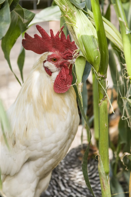 Issaquah, WA. White Leghorn rooster eating an ear of corn from a garden. Poster Print by Janet Horton - Item # VARPDDUS48JHO0875